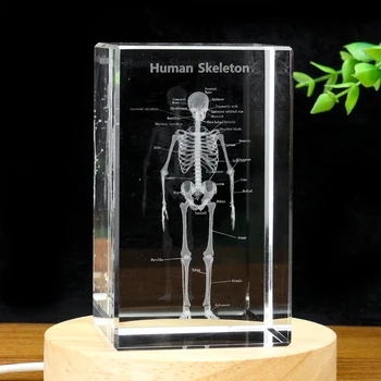 3D ясна кристална лазерна скулптура Диаграма на структурата на костите на човешкия скелет Английски Бележки Призма орнамент образец модел бюро декор